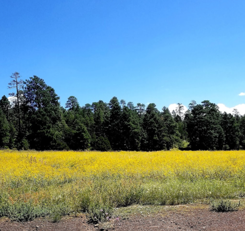 A vibrant yellow field stretches under a clear blue sky, bordered by lush green trees in the background.