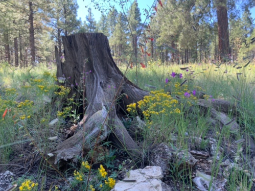 A tree stump surrounded by vibrant wildflowers and green grass in a sunny forest setting.
