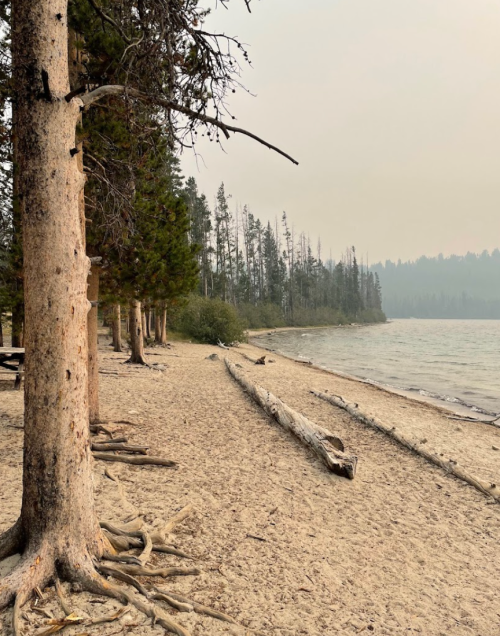A sandy beach lined with trees and logs, with a hazy view of the water and distant forest in the background.