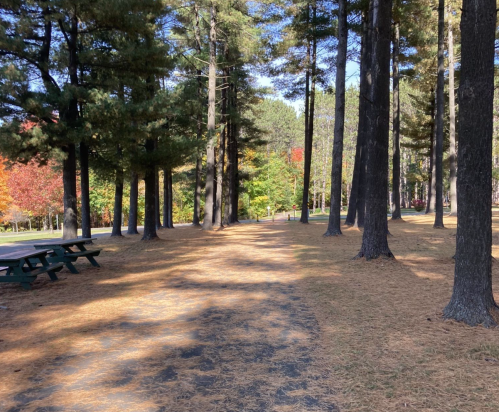 A serene park path lined with tall trees, featuring fallen leaves and a glimpse of colorful foliage in the background.