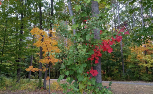 A vibrant forest scene with trees displaying autumn leaves in shades of green, yellow, and red.