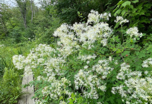 A cluster of white flowering plants surrounded by lush green foliage in a natural setting.