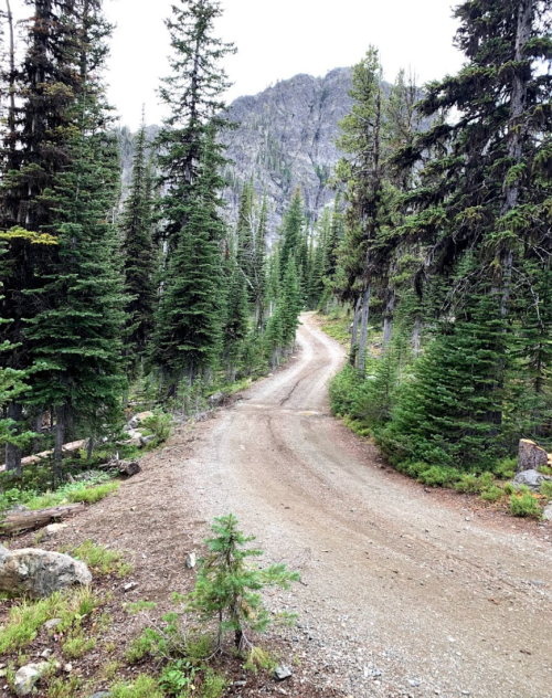 A winding dirt path through a dense forest of tall pine trees, with rocky mountains in the background.