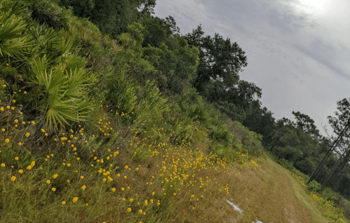 A lush landscape featuring a grassy path lined with yellow wildflowers and dense greenery under a cloudy sky.