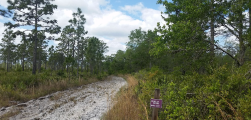 A dirt path winds through a forested area with tall trees and shrubs, marked by a sign indicating trail rules.