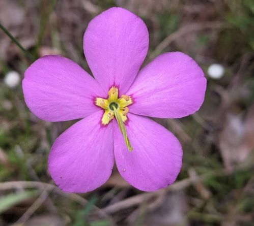 A close-up of a vibrant pink flower with five petals and a yellow center, surrounded by green foliage.