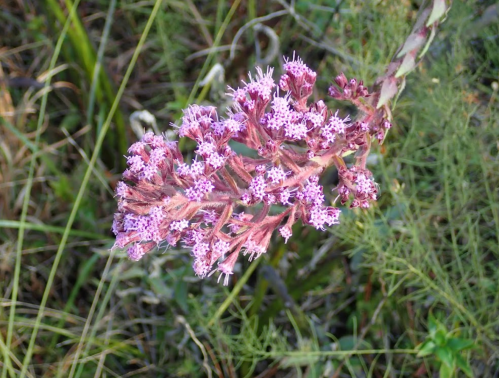 A close-up of a pink flowering plant with small, star-shaped blossoms against a backdrop of green grass.