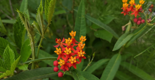 A cluster of vibrant red and yellow flowers surrounded by green leaves in a natural setting.