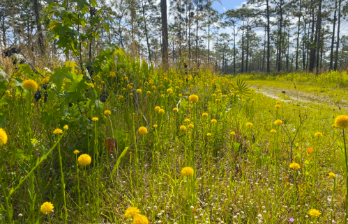 A sunny path through a grassy area filled with yellow wildflowers and tall trees in the background.