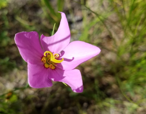A close-up of a pink flower with yellow stamens, surrounded by green grass.