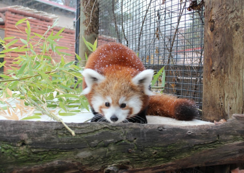 A red panda crouches on a log, surrounded by bamboo, with snowflakes gently falling on its fur.