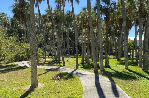 A winding path through a sunny park lined with tall palm trees and lush green grass.