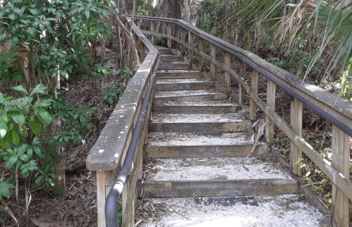 A wooden staircase leads through a lush, green forest with palm trees and foliage on either side.