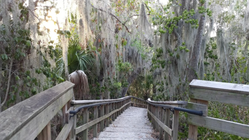 A wooden boardwalk leads through a lush, green forest with hanging moss and tropical plants.