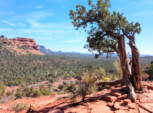 A twisted tree stands on rocky terrain, overlooking a vast green valley and distant red rock formations under a blue sky.