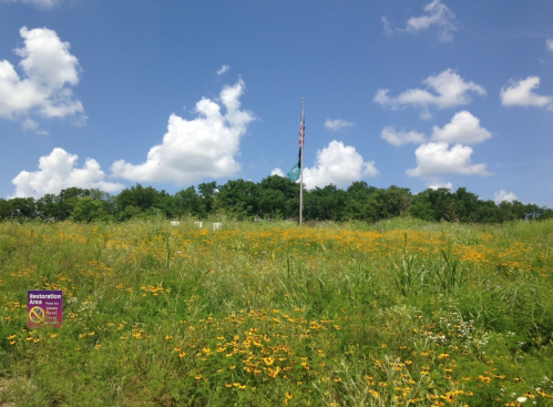 A field of wildflowers under a blue sky with clouds, featuring a flagpole and a sign about restoration efforts.