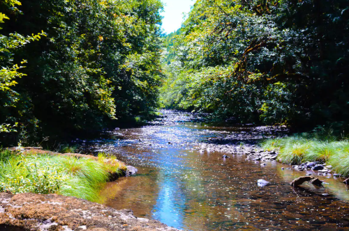 A serene river flows through a lush green forest, with sunlight reflecting on the water's surface.
