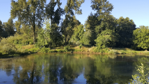 A serene pond surrounded by lush green trees and clear blue skies, reflecting the natural landscape.