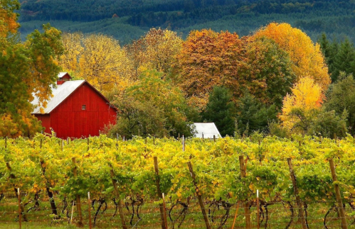 A red barn surrounded by colorful autumn trees and lush green vineyards under a clear sky.
