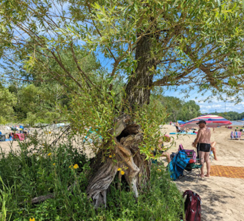 A beach scene with a large tree, sandy shore, and people relaxing under umbrellas in the background.
