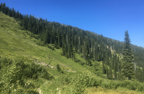 Lush green hillside with tall pine trees under a clear blue sky.