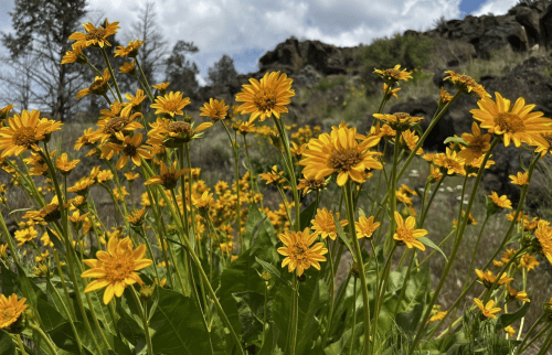 A vibrant field of yellow flowers blooms against a backdrop of rocky terrain and a partly cloudy sky.