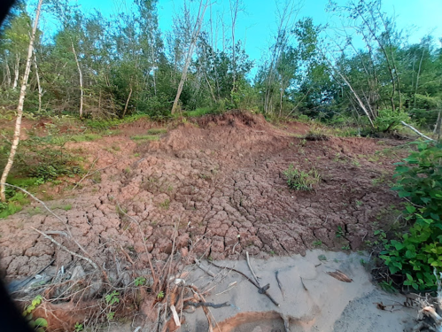 Dry, cracked earth in a forested area with sparse vegetation and trees in the background under a clear blue sky.