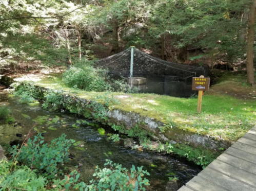 A serene stream flows beside a grassy area with a sign for "Brooke Trout" and a netted enclosure in the background.