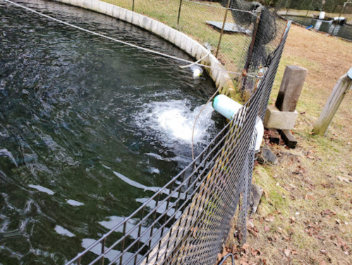 A circular pond with a water outlet, surrounded by a fence and grassy area, showing ripples on the water's surface.