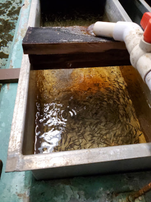 A metal tank filled with water and small fish, with a wooden plank and a white pipe above it.