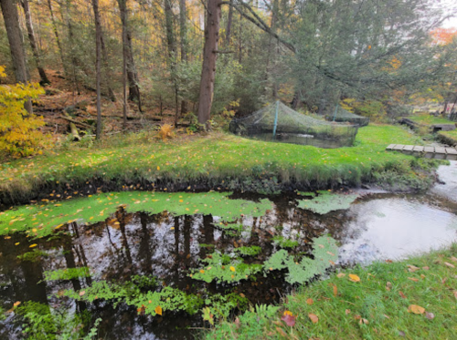 A serene forest scene with a stream, green vegetation, and trees reflecting in the water.
