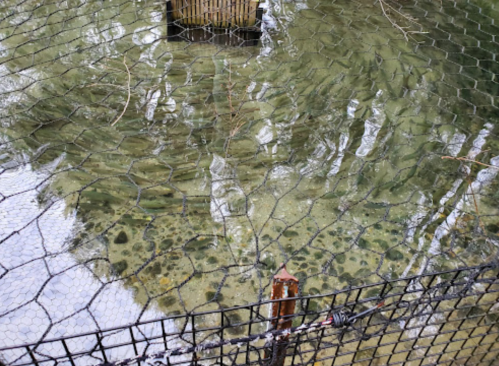 A view of clear water with reflections, partially covered by a wire fence, showing submerged rocks and vegetation.