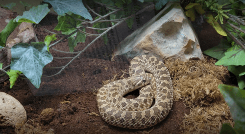 A coiled snake resting on soil among rocks and green foliage in a terrarium setting.