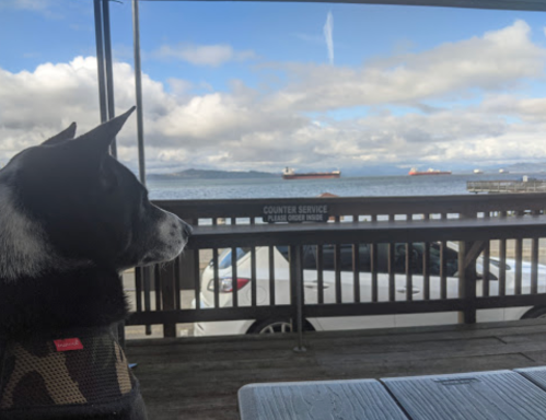 A dog sits at a table, gazing at ships on the water under a cloudy sky.