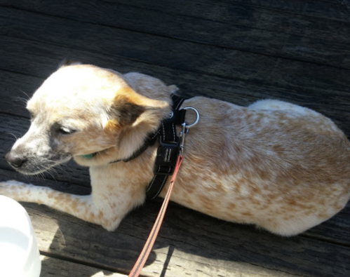 A small, spotted dog wearing a harness lies on a wooden surface, looking away from the camera.