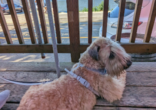 A fluffy dog resting on a wooden deck, with a view of a road and parked cars in the background.