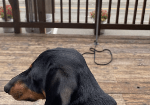 A close-up of a black and tan dog’s head, with a wooden deck and a blurred street in the background.