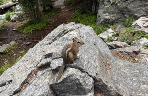 A small chipmunk sits on a large rock in a forested area, surrounded by greenery and rocky terrain.