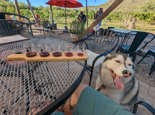 A wooden flight of wine glasses on a table beside a happy husky dog in a vineyard setting.