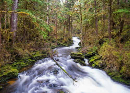 A serene forest scene with a flowing river surrounded by lush green trees and moss-covered rocks.