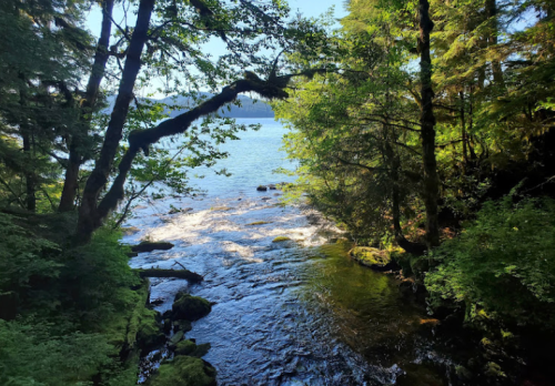 A serene river flows through lush greenery, with sunlight filtering through the trees along the water's edge.