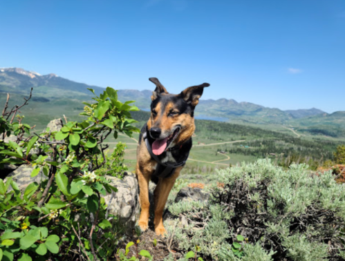 A happy dog stands on a rocky outcrop with a scenic mountain landscape in the background.