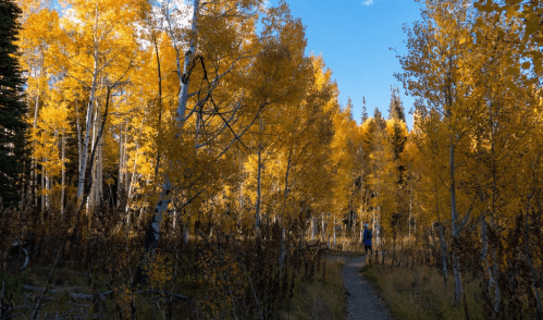 A serene path through a forest of vibrant yellow aspen trees under a clear blue sky.