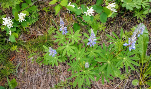 A close-up of blue lupine flowers surrounded by green leaves and white flowers in a natural setting.
