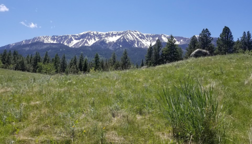 A lush green meadow with tall grass, framed by snow-capped mountains under a clear blue sky.