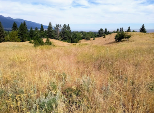 A grassy landscape with rolling hills, scattered trees, and a blue sky with wispy clouds in the background.