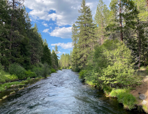 A serene river flows through a lush green forest under a partly cloudy sky.