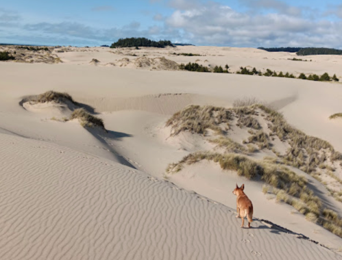 A dog stands on sandy dunes, looking towards a distant forest under a partly cloudy sky.