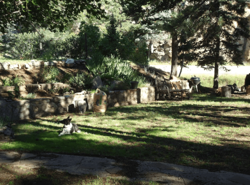 A serene garden scene with a rabbit resting on grass, surrounded by trees and stone landscaping.
