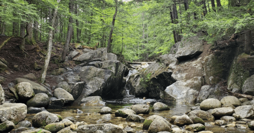 A serene forest scene featuring a small waterfall cascading over rocks, surrounded by lush greenery and smooth stones.